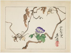 Vid y semillas de gloria de la mañana, 1877 de Shibata Zeshin